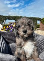 Boomer x Labradoodle mini pups, Nederland, Overige rassen, 8 tot 15 weken, Meerdere