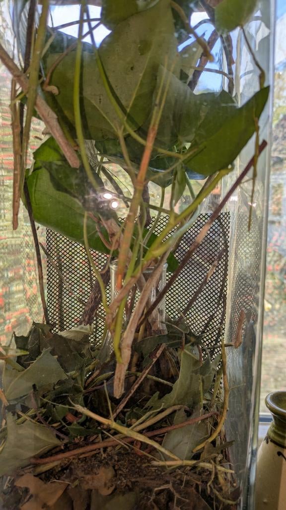 Wandelende takken, Januari, Geslacht onbekend