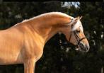 Sport haflinger, E pony (1.48m - 1.57m), Met stamboom, Ruin, Dressuurpony