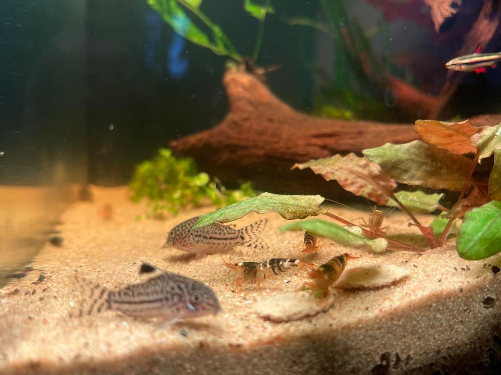 1 corydora triliniatus, Dieren en Toebehoren, Vis