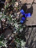 3 potverhogers, Tuin en Terras, Ophalen of Verzenden, Rond, Steen, Minder dan 30 cm