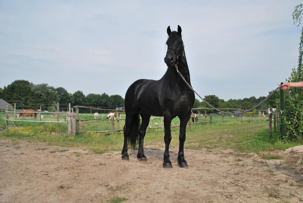 Ter dekking aangeboden, Dieren en Toebehoren, Paarden en Pony's | Dekhengsten en Fokmerries, Hengst