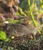 Puffer kogelvis fahaka, Dieren en Toebehoren, Vissen | Aquariumvissen, Vis, Zoetwatervis