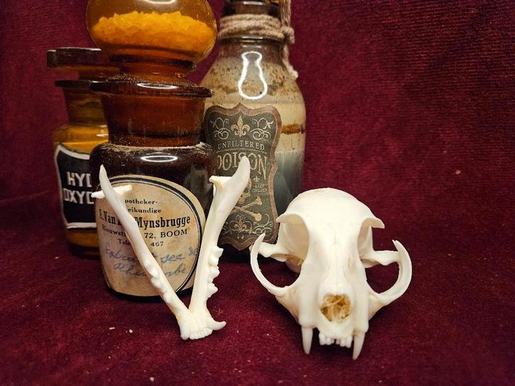 Katten schedel, Verzamelen, Dierenverzamelingen, Zo goed als nieuw, Beeldje of Figuurtje, Wild dier, Ophalen of Verzenden