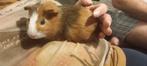 Cavia  voor20€, Ophalen of Verzenden, Nieuw, Verzorging