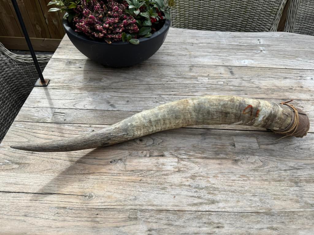 Een prachtige, authentieke hoorn van een Watusi rund., Ophalen of Verzenden, Zo goed als nieuw, Opgezet dier