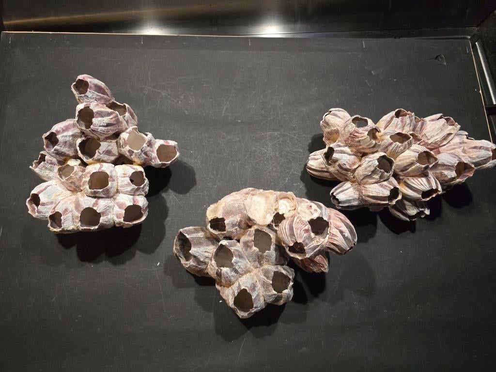 3 mooie stukken zeepokken, Ophalen of Verzenden