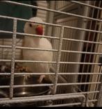 Albino halsband, Geslacht onbekend, Parkiet, Pratend