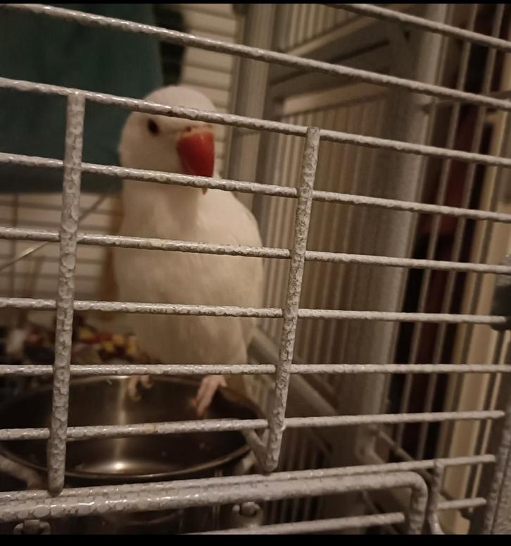 Witte halsband, Dieren en Toebehoren, Vogels | Parkieten en Papegaaien, Parkiet, Geslacht onbekend, Pratend, Geringd