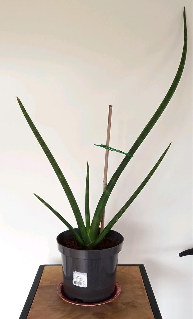 Sanseveria - Vrouwentong, Groene kamerplant, Ophalen, Overige soorten