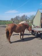 2 paarden te koop, Merrie