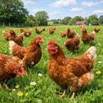 Grote aantallen leghennen legkippen beschikbaar 19 wkn, Vrouwelijk, Kip