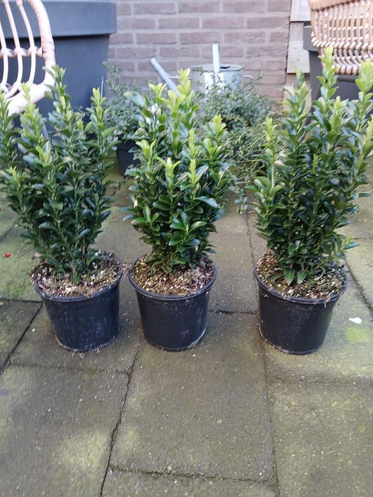 Euonymus Green Spire, Bodembedekkers, Vaste plant, Ophalen of Verzenden, Bloeit niet