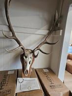Herten schedel met certificaat, Ophalen of Verzenden, Nieuw, Hert, Beeldje of Figuurtje