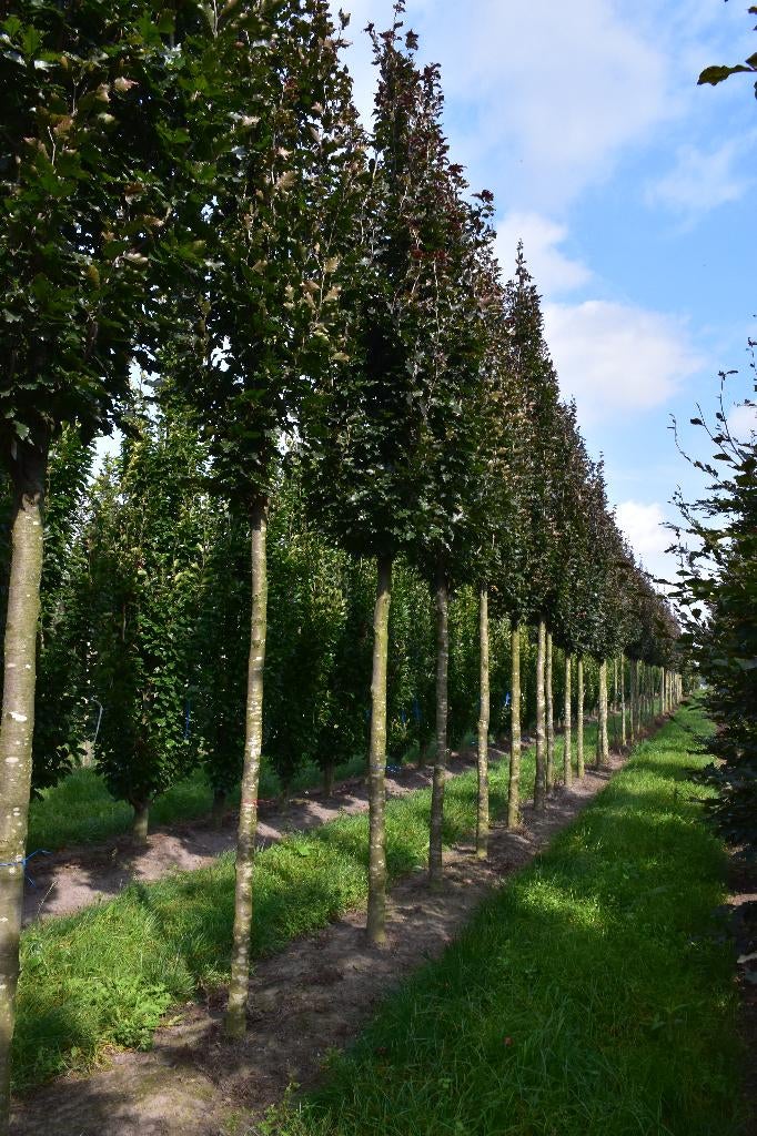 Fagus syl. 'Rohan Obelisk' 20/25, Tuin en Terras, Ophalen, Bloeit niet, Halfschaduw, Overige soorten