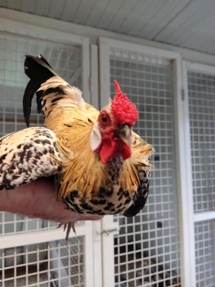 pluimvee, Dieren en Toebehoren, Pluimvee, Kip, Meerdere dieren