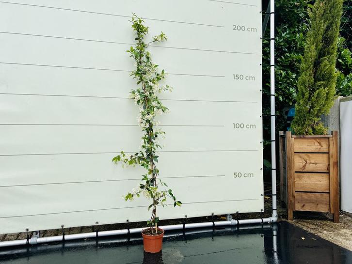 Toscaanse Jasmijn - hoogte 160-180 cm, Tuin en Terras, Planten | Bomen, Leiboom, 100 tot 250 cm, Volle zon, Lente, In pot, Ophalen of Verzenden