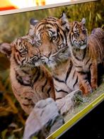 Mooie schilderij,  5141cm , nieuw, Ophalen of Verzenden, Nieuw, Schilderij