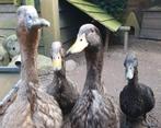 zeer goed tehuis gezocht voor 3 jonge saksen eenden kruising, Dieren en Toebehoren, Meerdere dieren, Eend