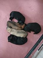 Lieve puppies zijn nu 2 weken oud worden gechipt ingeënt, Overige rassen, 8 tot 15 weken, Meerdere, Meerdere dieren