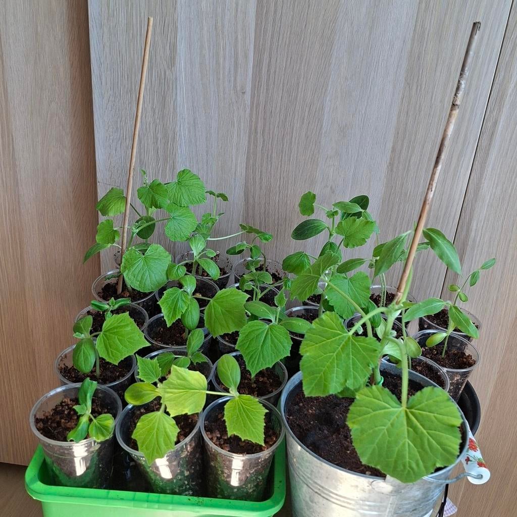 Biologische moestuin stekjes - kruiden, groentes en bloemen, Ophalen, Groenteplanten