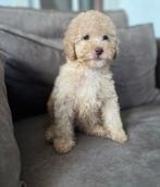 Cockapoo F1b, Poedel, Parvo, 8 tot 15 weken, Meerdere dieren