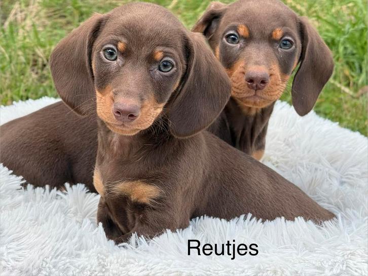 Dwergteckel pups, Dieren en Toebehoren, Honden | Teckels en Dashonden, Meerdere dieren, Korthaar, Dwerg, Fokker | Hobbymatig, Meerdere