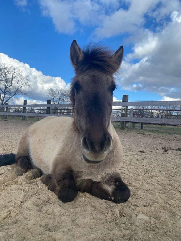 Lieve merie, Dieren en Toebehoren, Paarden, Minder dan 160 cm, 7 tot 10 jaar, Recreatiepaard, Merrie