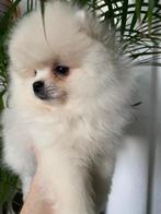 Pomeranian, België, Particulier, Keeshond, 8 tot 15 weken