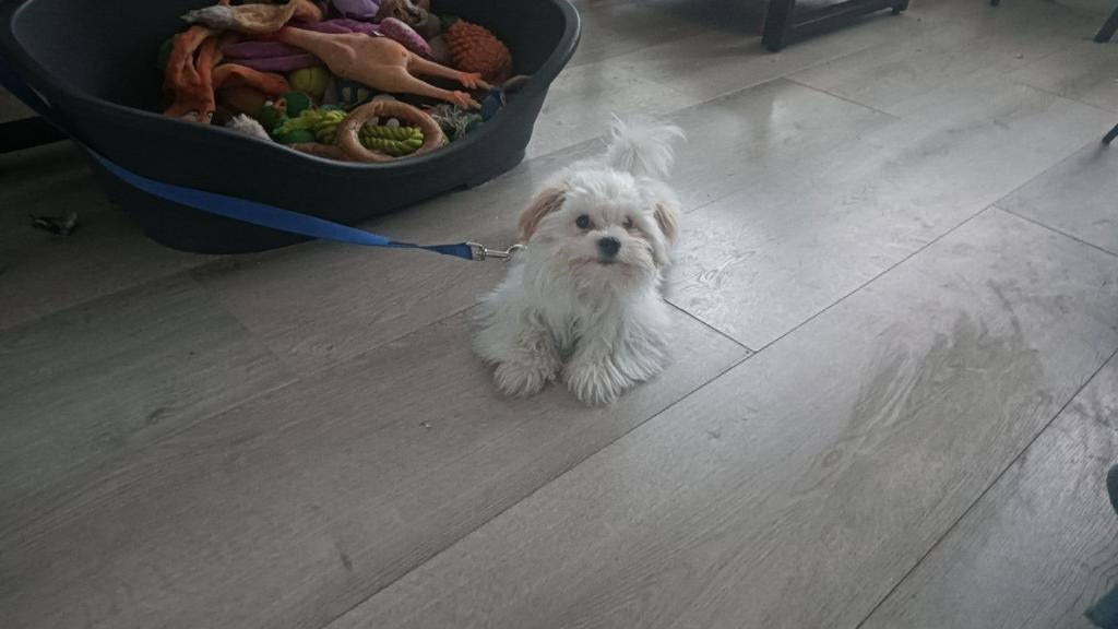 Leuke kleine lieverd, Dieren en Toebehoren, Ophalen, Zo goed als nieuw