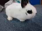 Dwergkonijnen, Dieren en Toebehoren, Konijnen, Vrouwelijk, 0 tot 2 jaar