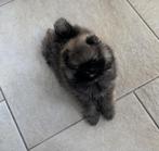 dwergkees/pomeriaan pup reutje met FCI stamboom, Parvo, Keeshond, Reu, 8 tot 15 weken