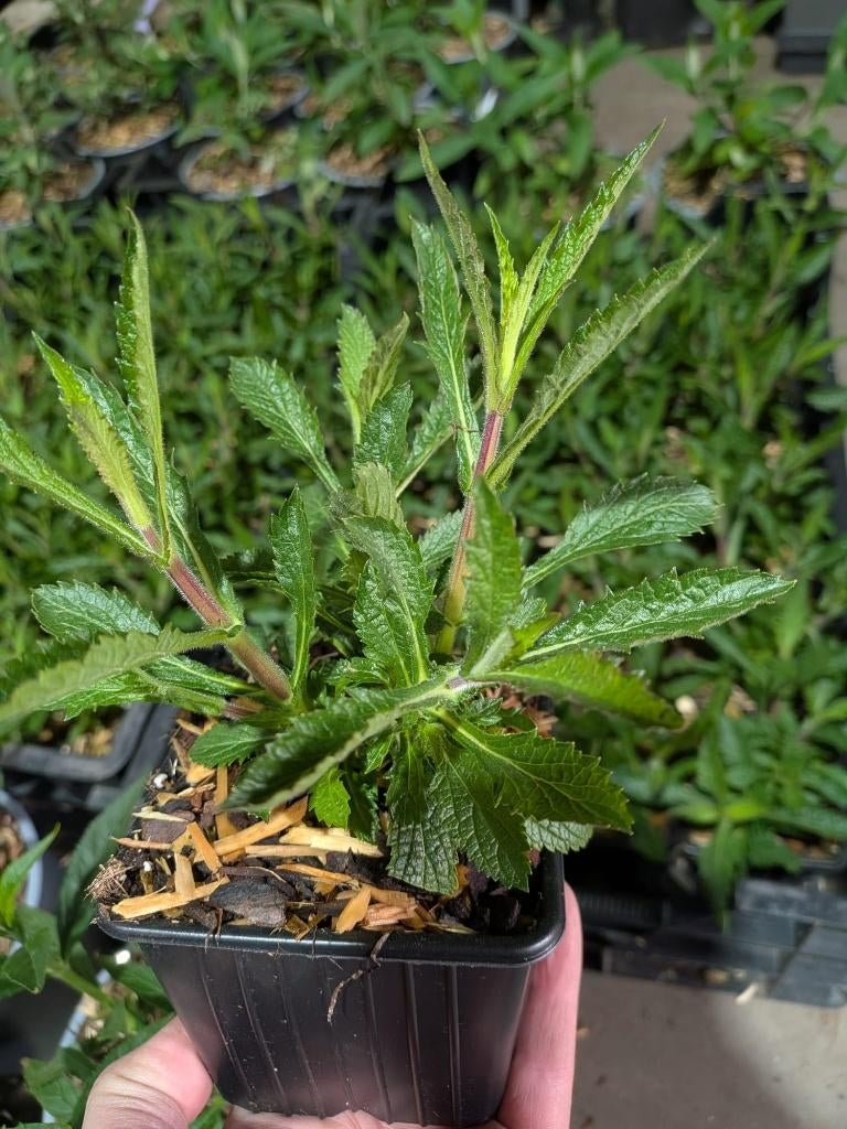 Tuinplanten partij Siergrassen, Hedera, Vlinderstruiken etc, Vaste plant, Bloeit niet, Halfschaduw, Ophalen