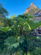 Gunnera Manicata reuzenrabarber, Tuin en Terras, Planten | Tuinplanten, Ophalen of Verzenden, Overige soorten, Volle zon