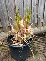 Siergras, Ophalen, Siergrassen, Volle zon