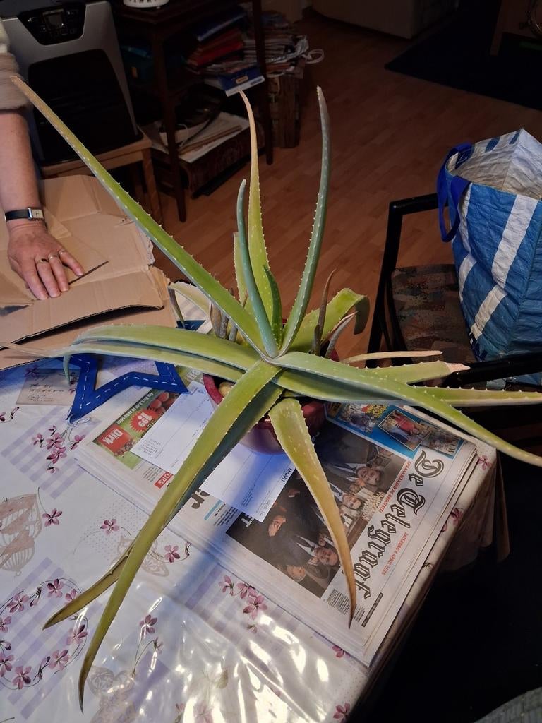 4 agave planten in pot, Tuin en Terras, Bloeit niet, Overige soorten, 100 tot 250 cm, Ophalen