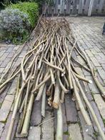 Plataan takken snoeiafval, Ophalen, 200 cm of meer