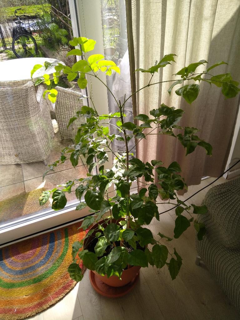 Plant, Huis en Inrichting, Kamerplanten, Ophalen, Overige soorten, In pot, Minder dan 100 cm