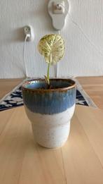 Alocasia Dragon Scale Mint, Ophalen of Verzenden, Halfschaduw, Minder dan 100 cm