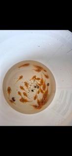 L144 en bosterneus algeneters, Vis