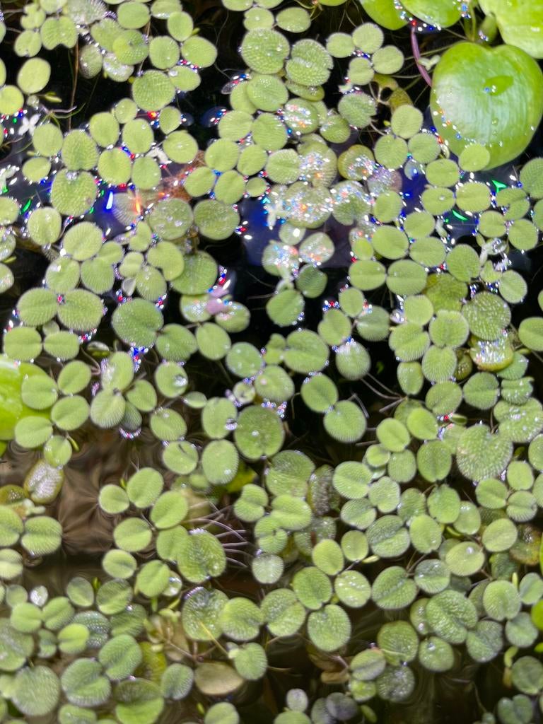 Salvinia Minima | Drijfplant Aquarium | Snelle Groeier, Ophalen of Verzenden, Nieuw, Plant(en), Steen of Hout