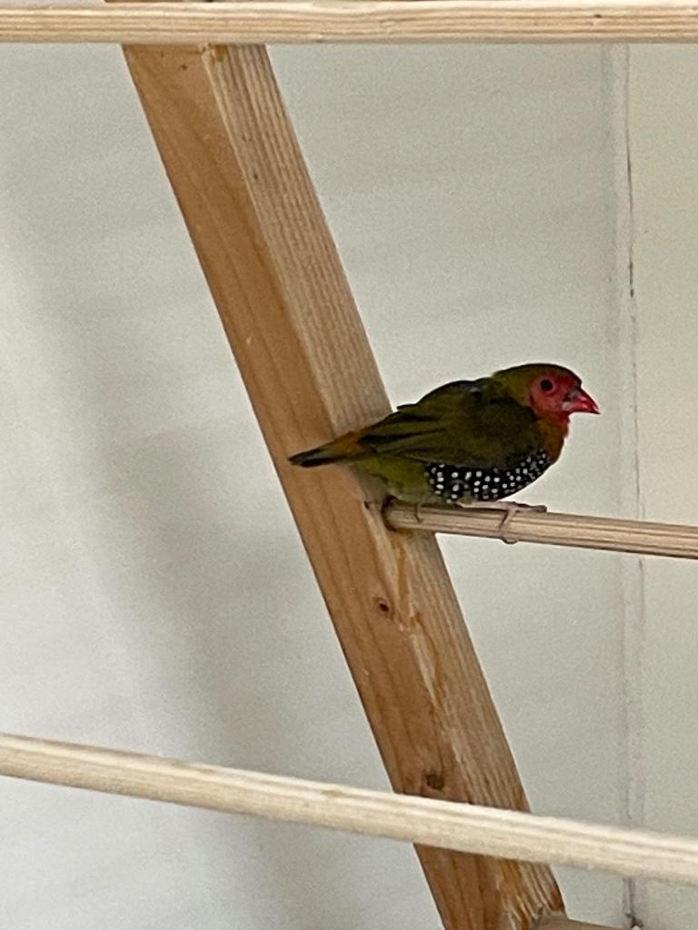 Rode druppel astrildeman, Dieren en Toebehoren, Vogels | Overige Vogels, Mannelijk, Tropenvogel