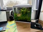 SuperFish Start 30 aquarium met gele garnalenkolonie, Dieren en Toebehoren, Ophalen, Nieuw, Gevuld zoetwateraquarium