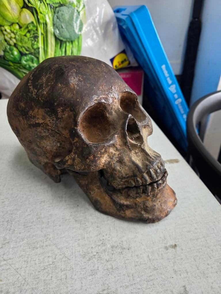 Schedel, Ophalen of Verzenden