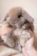 ❤Prachtige raszuivere minilop konijntjes – lief & knuffelig, Dieren en Toebehoren, Meerdere dieren, Dwerg, Hangoor, 0 tot 2 jaar