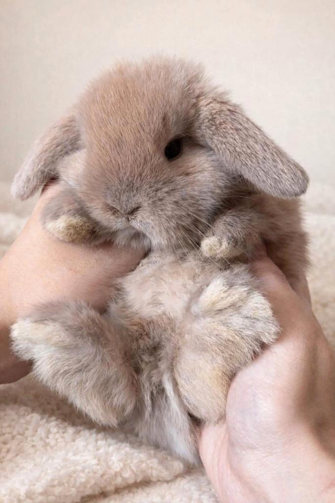 ❤Prachtige raszuivere minilop konijntjes – lief & knuffelig, Dieren en Toebehoren, Konijnen, Dwerg, Meerdere dieren, 0 tot 2 jaar