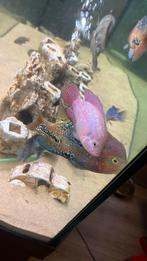 Compleet vis bestand ter overname, Dieren en Toebehoren, Vissen | Aquariumvissen, Vis