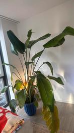 strelitzia nicolai - 2.20, Huis en Inrichting, Kamerplanten, Ophalen, Halfschaduw, Minder dan 100 cm