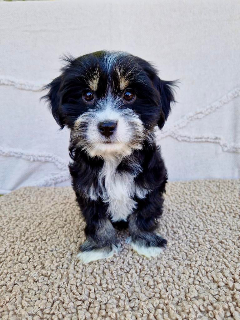 Boomer pups, Parvo, Nederland, Overige rassen, 8 tot 15 weken