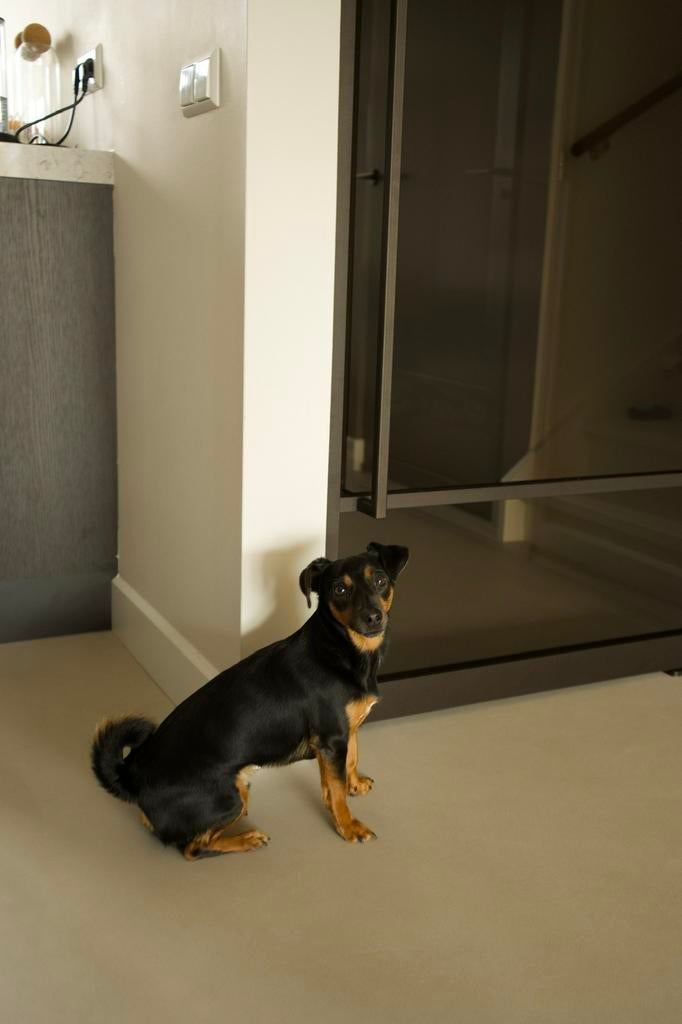 Honden uitlaat oppas gezocht!, Ophalen of Verzenden, Nvt, Nvt, Nvt